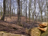 NL, Gelderland, Berg en Dal, Landgoed De Holthurnsche Hof 2, Saxifraga-Tom Heijnen