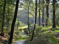 NL, Gelderland, Renkum, Bosbeek in Landgoed Quadenoord 3, Saxifraga-Tom Heijnen