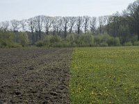 NL, Noord-Brabant, Alphen-Chaam, De Hoevens 17, Saxifraga-Willem van Kruijsbergen