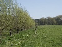 NL, Noord-Brabant, Alphen-Chaam, De Hoevens 26, Saxifraga-Willem van Kruijsbergen