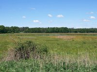 NL, Noord-Brabant, Goirle, Leij in Riels Laag 1, Saxifraga-Tom Heijnen