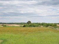 NL, Noord-Brabant, Goirle, Leij in Riels Laag 2, Saxifraga-Tom Heijnen