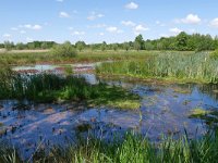 NL, Noord-Brabant, Goirle, Leij valley in Landgoed De Hoevens 1, Saxifraga-Tom Heijnen