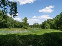 NL, Noord-Brabant, Goirle, Leij valley in Landgoed De Hoevens 3, Saxifraga-Tom Heijnen