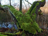 NL, Noord-Brabant, Valkenswaard, Visvijvers in Landgoed Valkenhorst 25, Saxifraga-Tom Heijnen