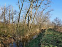 NL, Noord-Brabant, Valkenswaard, Visvijvers in Landgoed Valkenhorst 29, Saxifraga-Tom Heijnen