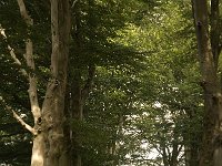 NL, Noord-Brabant, Zundert, Oude Buisse Heide 13, Saxifraga-Jan van der Straaten