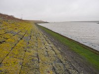 NL, Zuid-Holland, Goeree-Overflakkee, Brouwersdam 1, Saxifraga-Tom Heijnen