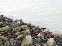 NL, Zuid-Holland, Goeree-Overflakkee, Brouwersdam 2, Saxifraga-Tom Heijnen