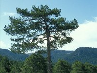 E, Teruel, Camarena de la Sierra, Javalambre 12, Saxifraga-Jan van der Straaten