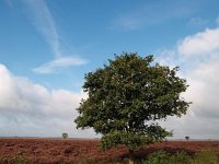 NL, Drenthe, De Wolden, Kraloerheide 16, Saxifraga-Hans Dekker