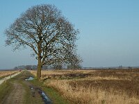 NL, Drenthe, De Wolden, Ruinen, Benderse Heide 3, Saxifraga-Jan van der Straaten