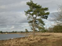NL, Drenthe, Westerveld, Grenspoel 1, Saxifraga-Hans Boll