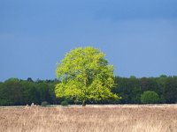 NL, Drenthe, Westerveld, Kraloerheide 28, Saxifraga-Hans Dekker