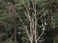 Skeleton of standing tree  Skeleton of standing tree : skeleton, standing tree, tree, bare, remains, dead, death, nature, natural, the end, forest, wood, wooden, trunk, branch, branches, outside, outdoor, outdoors, no people, nobody