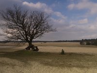 NL, Gelderland, Harderwijk, Beekhuizerzand 8, Saxifraga-Jan Nijendijk