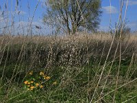 NL, Gelderland, Zaltbommel, Breemwaard 21, Saxifraga-Hans Boll