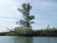 NL, Noord-Brabant, Altena, Gat van den Hardenhoek 44, Saxifraga-Annemiek Bouwman