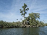 NL, Noord-Brabant, Altena, Gat van den Hardenhoek 45, Saxifraga-Annemiek Bouwman