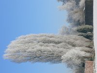 NL, Noord-Brabant, Boxtel, near Boxtel, Saxifraga-Tom Heijnen