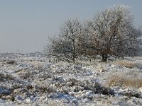 NL, Noord-Brabant, Cranendonck, Groote Heide 15, Saxifraga-Jan van der Straaten