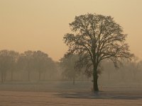 NL, Noord-Brabant, Eersel, NE of Knegsel 4, Saxifraga-Tom Heijnen