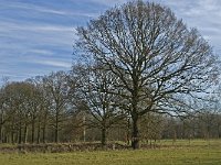 NL, Noord-Brabant, Eindhoven, Lage Heide 27, Saxifraga-Jan van der Straaten