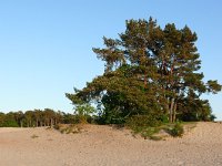 NL, Utrecht, Soest, Soesterduinen 7, Saxifraga-Tom Heijnen