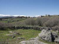 E, Avila, Navarradonda de Gredos 15, Saxifraga-Willem van Kruijsbergen