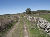 E, Avila, Navarradonda de Gredos 32, Saxifraga-Willem van Kruijsbergen