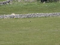 E, Avila, Navarradonda de Gredos 35, Saxifraga-Willem van Kruijsbergen