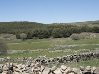 E, Avila, Navarradonda de Gredos 36, Saxifraga-Willem van Kruijsbergen