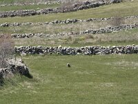 E, Avila, Navarradonda de Gredos 37, Saxifraga-Willem van Kruijsbergen