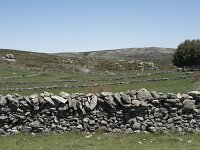 E, Avila, Navarradonda de Gredos 47, Saxifraga-Willem van Kruijsbergen