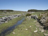 E, Avila, Navarradonda de Gredos 49, Saxifraga-Willem van Kruijsbergen