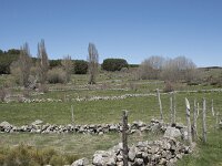 E, Avila, Navarradonda de Gredos 62, Saxifraga-Willem van Kruijsbergen
