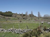 E, Avila, Navarradonda de Gredos 63, Saxifraga-Willem van Kruijsbergen