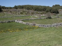 E, Avila, Navarradonda de Gredos 64, Saxifraga-Willem van Kruijsbergen