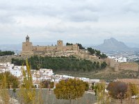 E, Málaga, Antequera, Alcazaba de Antequera, Saxifraga-Tom Heijnen