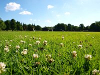 NL, Groningen, Groningen, Stadspark 1, Saxifraga-Rudmer Zwerver