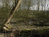 NL, Noord-Brabant, Eindhoven, Dommel and Tongelreep 12, Saxifraga-Marijke Verhagen