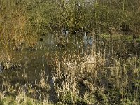 NL, Noord-Brabant, Eindhoven, Dommel and Tongelreep 16, Saxifraga-Marijke Verhagen