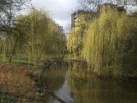 NL, Noord-Brabant, Eindhoven, Paradijslaan 3, Saxifraga-Marijke Verhagen