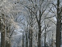 NL, Noord-Brabant, Tilburg, Bredaseweg 5, Saxifraga-Jan van der Straaten