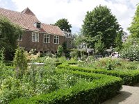 NL, Utrecht, Utrecht, Kloostertuin Pandhof 1, Saxifraga-Tom Heijnen