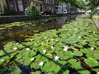 NL, Zuid-Holland, Delft 2, Saxifraga-Tom Heijnen