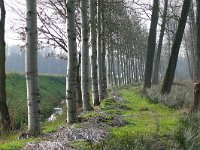 NL, Noord-Brabant, Valkenswaard, Driebruggen 2, Saxifraga-Tom Heijnen