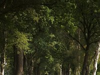 Lane with Oak trees (Quercus robur)  Lane with Oak trees (Quercus robur) : asphalt, lane, oak, oaks, quercus, quercus robur, road, rural landscape, shadow, shadows, street, tree, trees