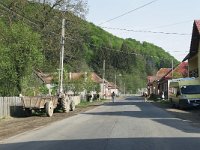 RO, Brasov, Sinca Noua, Sinca Veche 2, Saxifraga-Tom Heijnen