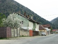 RO, Brasov, Zarnesti, Zarnesti village 5, Saxifraga-Tom Heijnen